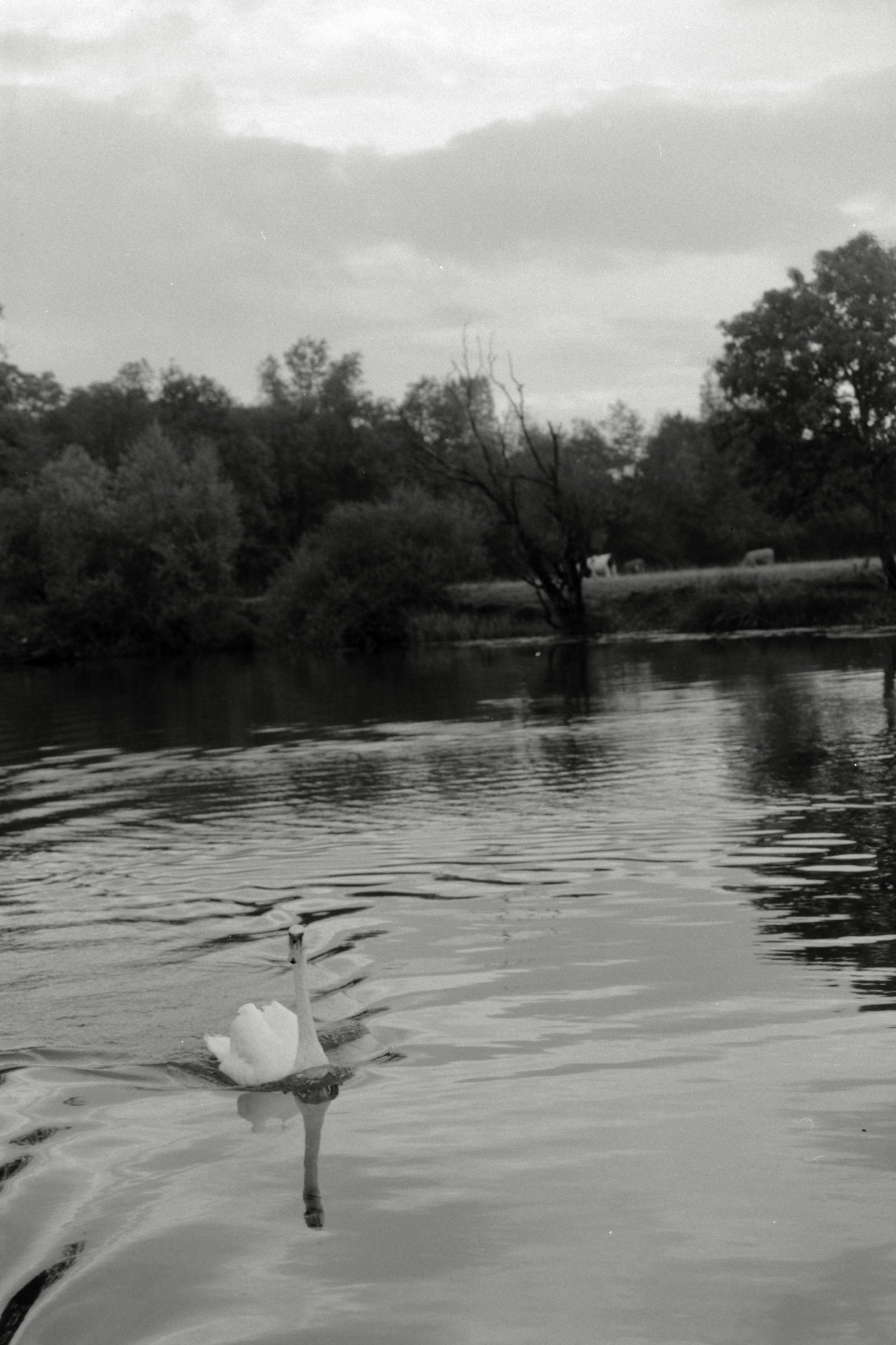 AHP F1990 09 005 sc250506 img20 NLP